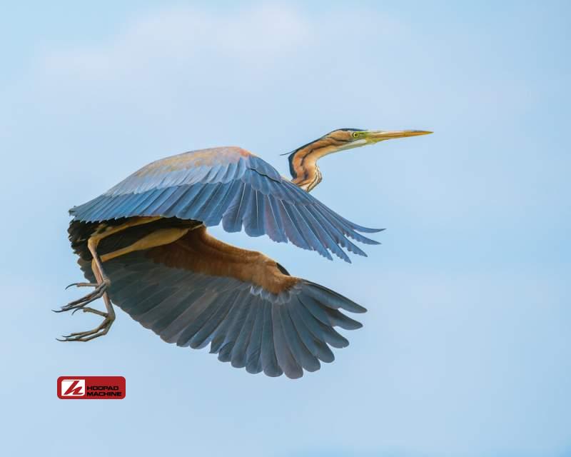 مهاجرت ۱۴ تا ۱۸ هزار پرنده به فولاد مبارکه؛ نمونه‌ای موفق از همزیستی صنعت و محیط‌زیست